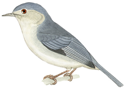 Historical image associated with Bicolored Conebill