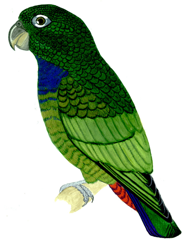 Historical image associated with Scaly-headed Parrot