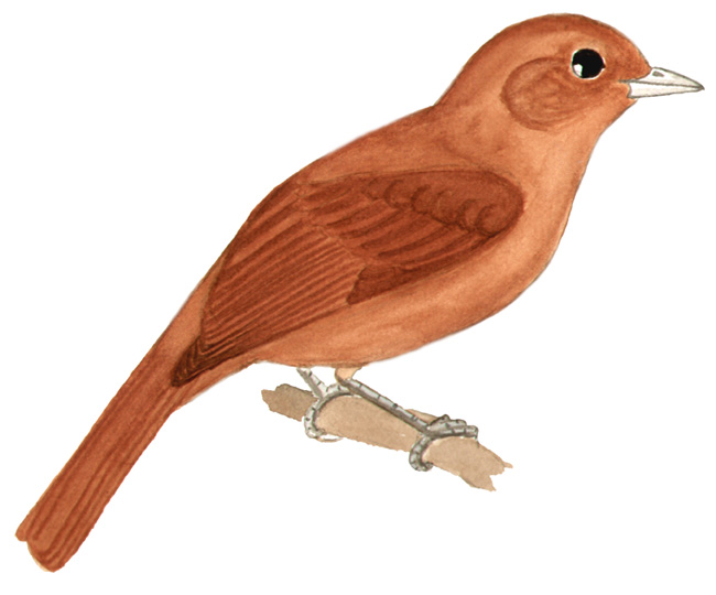 Historical image associated with White-lined Tanager