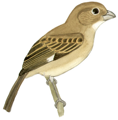 Historical image associated with Rusty-collared Seedeater