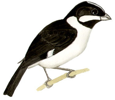 Historical image associated with Lined Seedeater