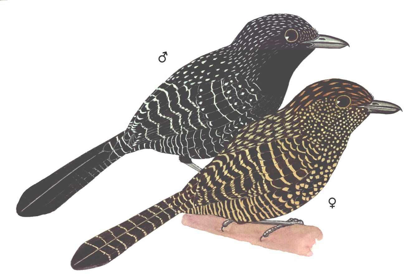 Historical image associated with Large-tailed Antshrike