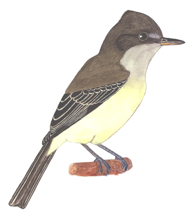 Historical image associated with Swainson's Flycatcher