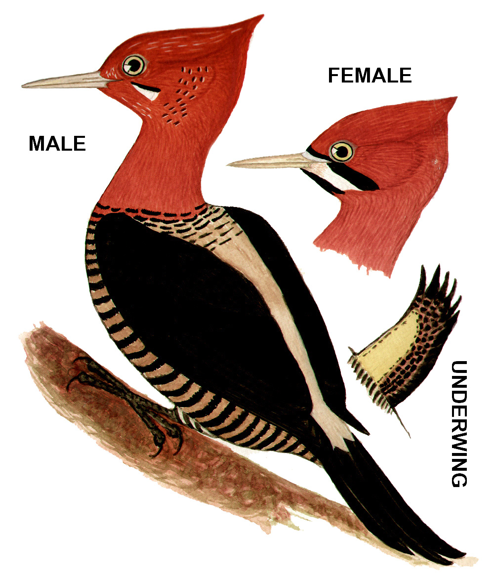 Historical image associated with Robust Woodpecker
