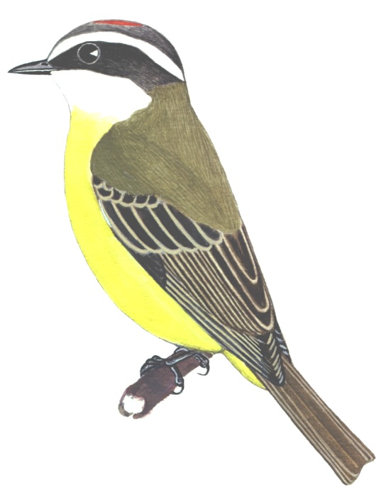 Historical image associated with Social Flycatcher