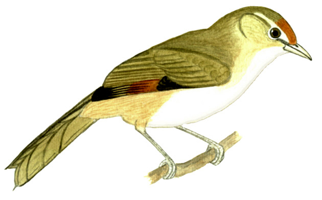 Historical image associated with Rufous-fronted Thornbird