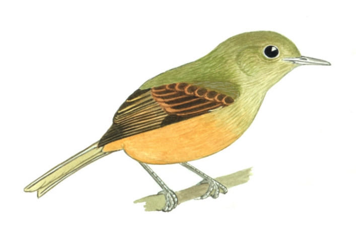 Historical image associated with Ochre-bellied Flycatcher