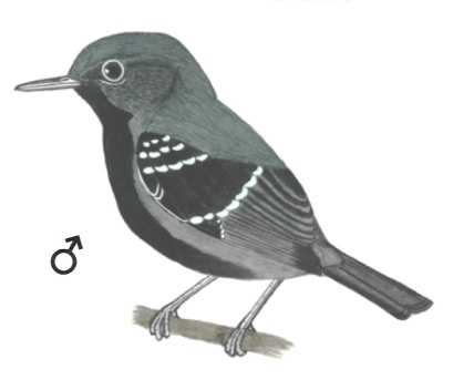 Historical image associated with Rio de Janeiro Antwren