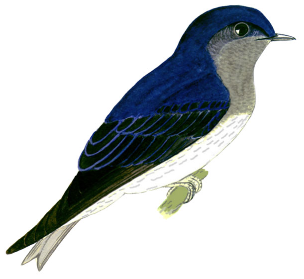 Historical image associated with Gray-breasted Martin