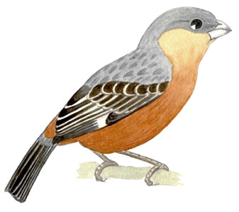 Historical image associated with Tawny-bellied Seedeater
