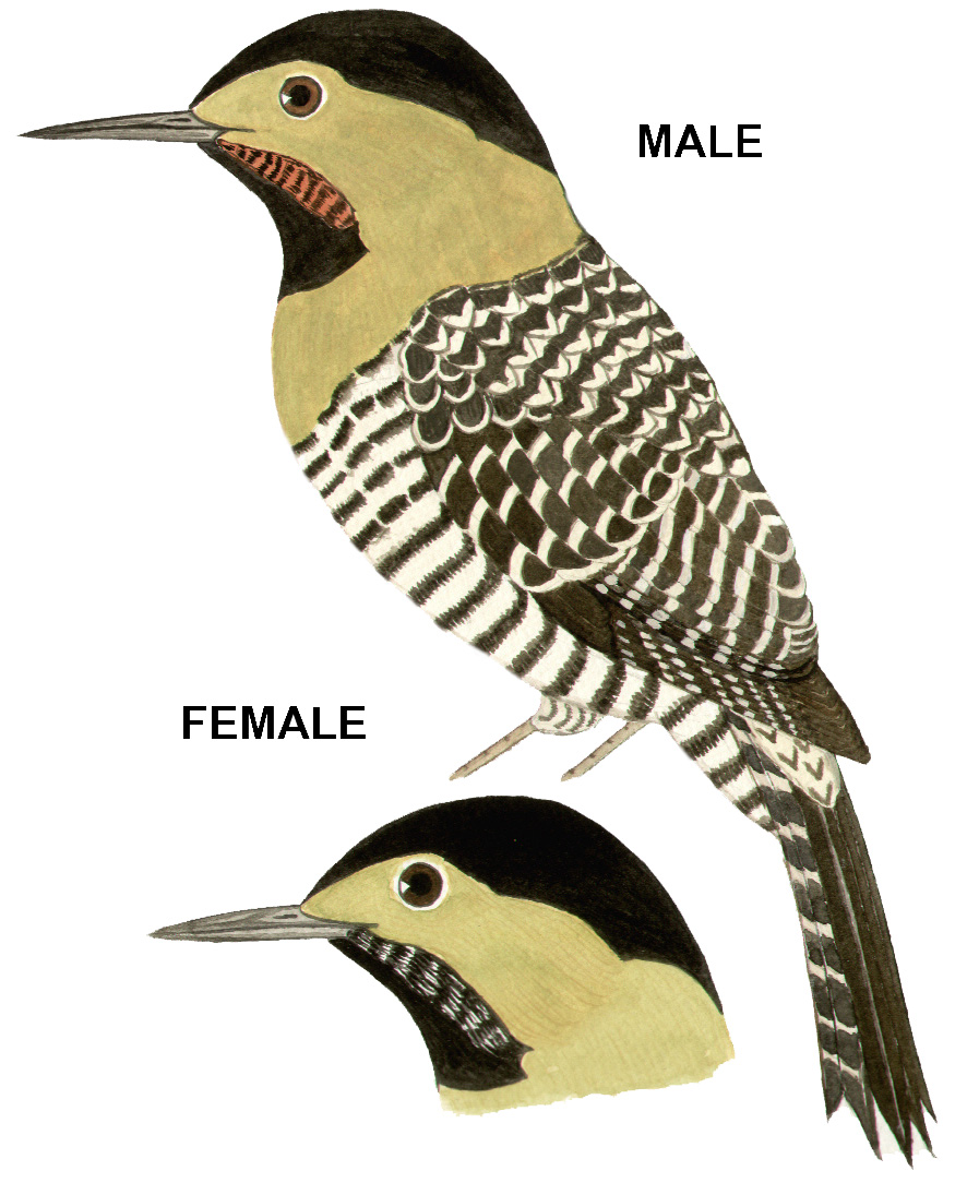 Historical image associated with Campo Flicker