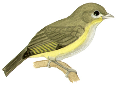 Historical image associated with Purple-throated Euphonia