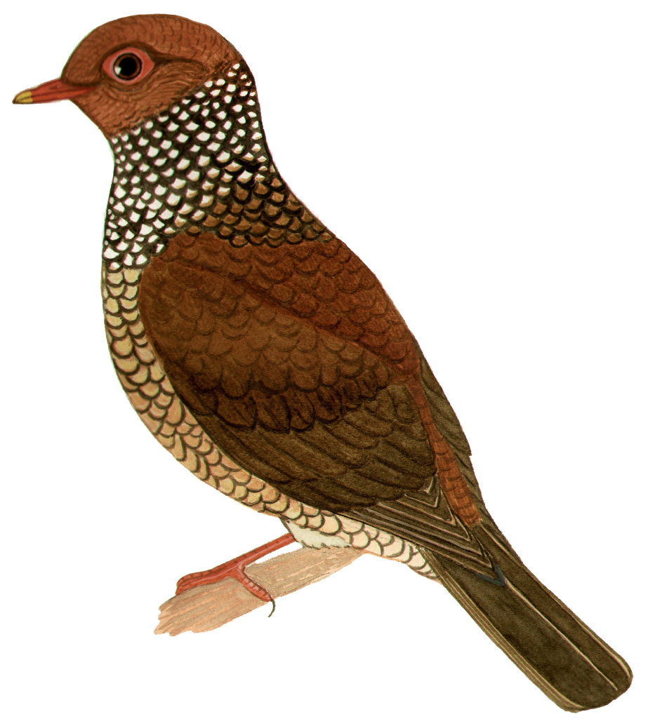 Historical image associated with Scaled Pigeon
