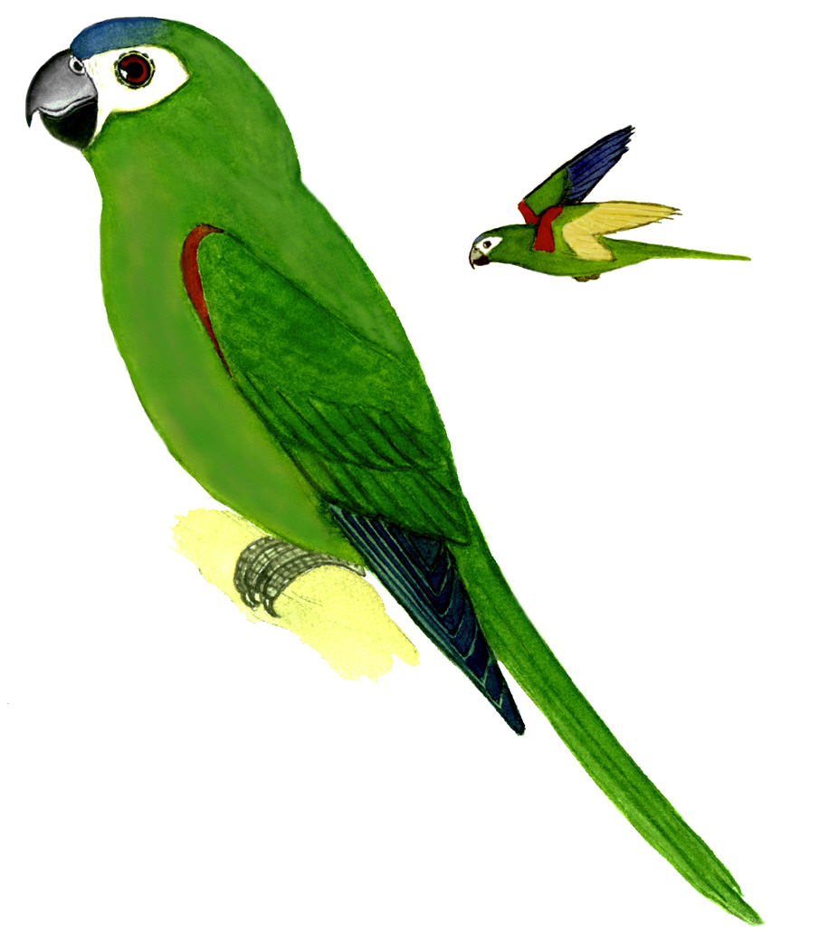 Historical image associated with Red-shouldered Macaw