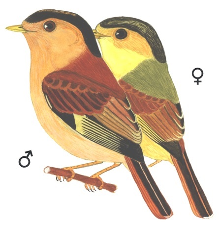 Historical image associated with Black-capped Manakin
