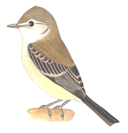 Historical image associated with Southern Beardless-Tyrannulet