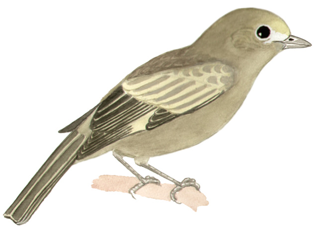 Historical image associated with Palm Tanager