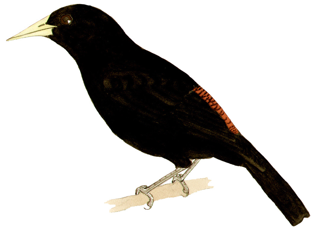 Historical image associated with Red-rumped Cacique