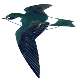 Historical image associated with White-rumped Swallow