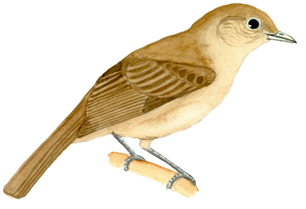 Historical image associated with Flame-crested Tanager