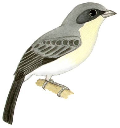 Historical image associated with Cinereous Warbling-Finch