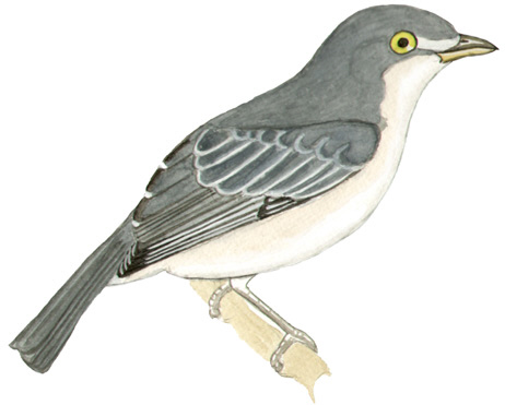 Historical image associated with Hooded Tanager