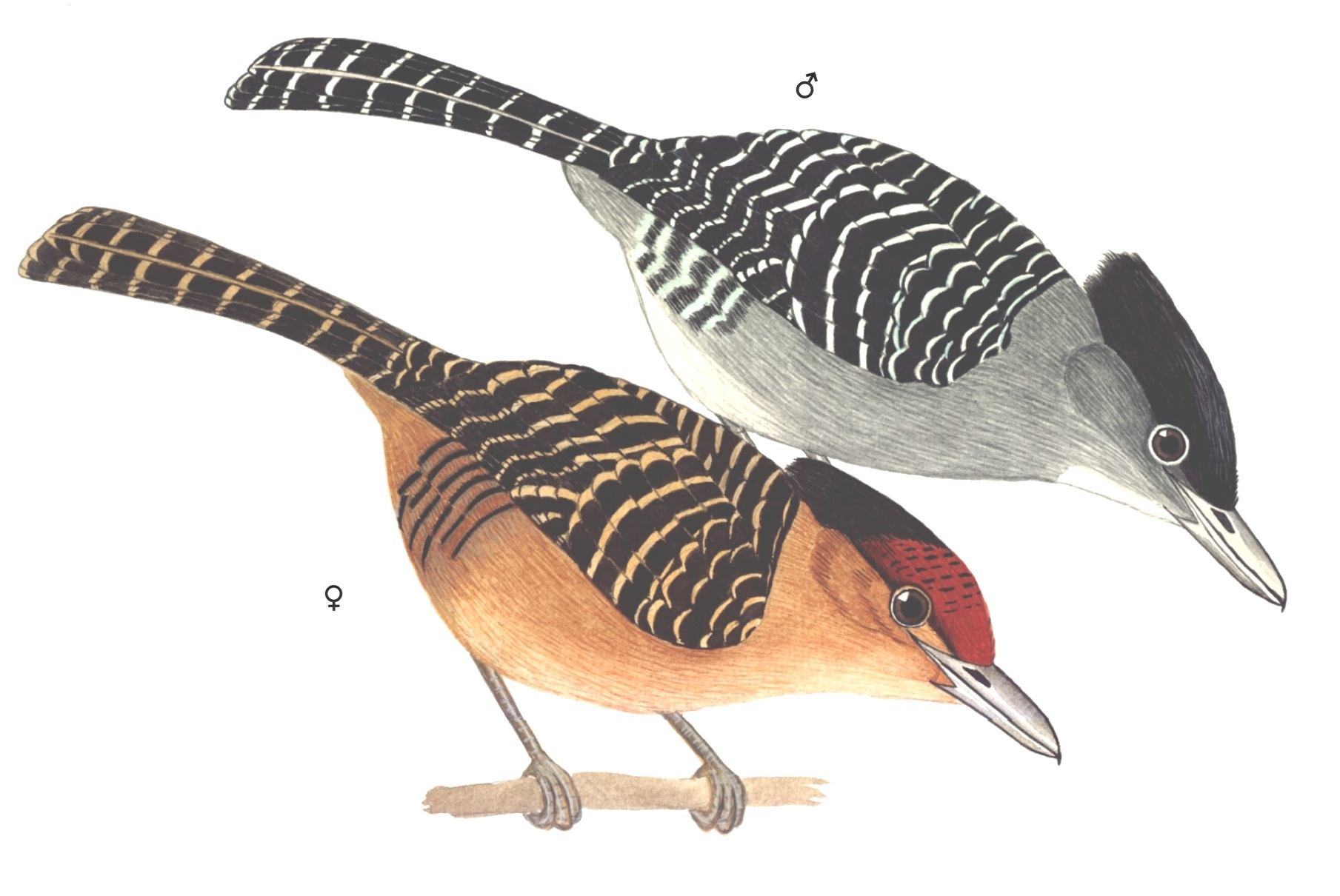 Historical image associated with Giant Antshrike