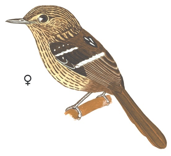 Historical image associated with Dusky-tailed Antbird