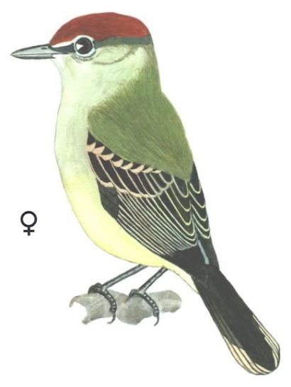 Historical image associated with Black-capped Becard