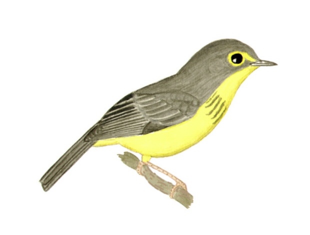 Historical image associated with Canada Warbler