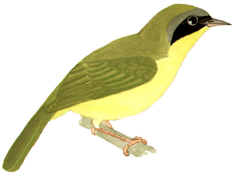 Historical image associated with Masked Yellowthroat