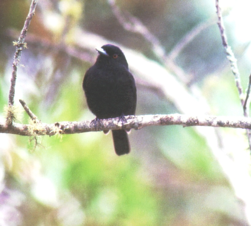 Historical image associated with Blue-billed Black-Tyrant