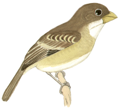 Historical image associated with Buffy-fronted Seedeater