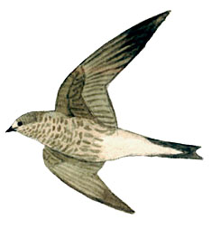 Historical image associated with Purple Martin