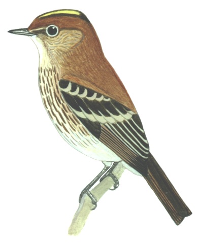 Historical image associated with Bran-colored Flycatcher