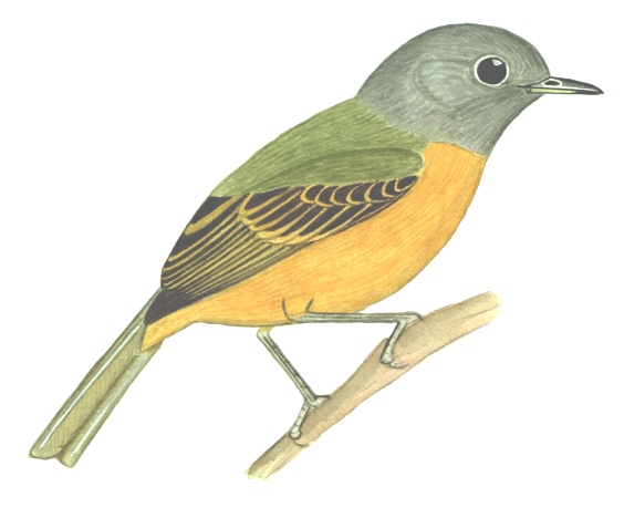 Historical image associated with Gray-hooded Flycatcher