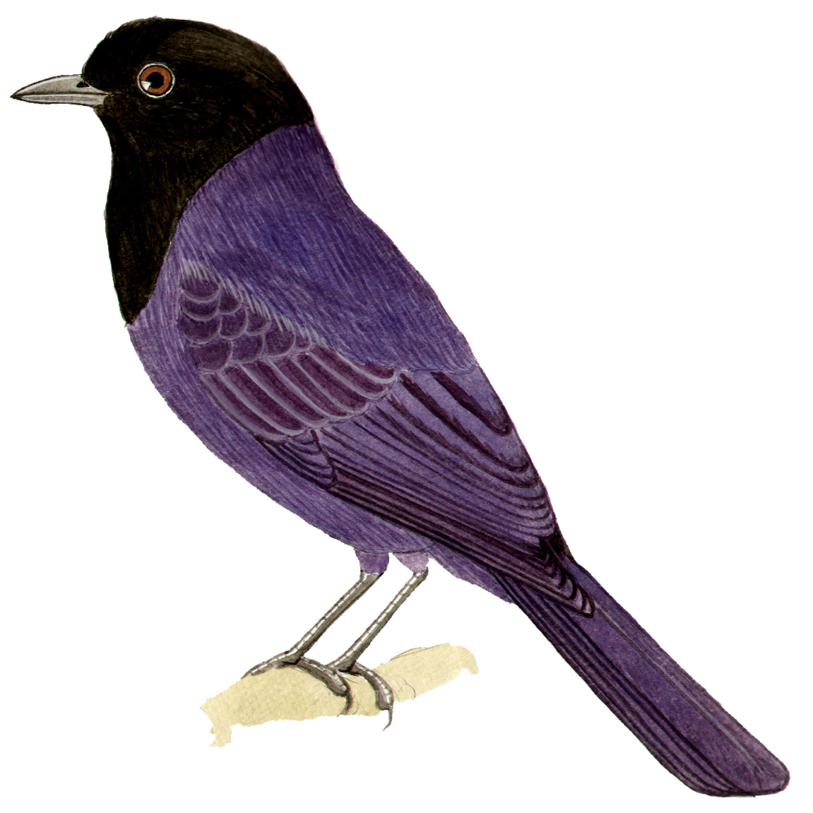 Historical image associated with Azure Jay