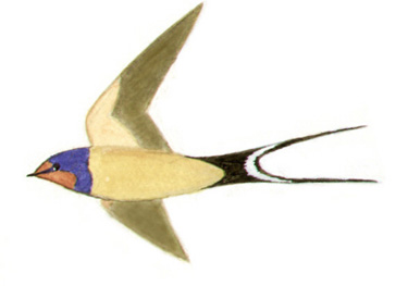 Historical image associated with Barn Swallow