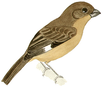 Historical image associated with Black-bellied Seedeater