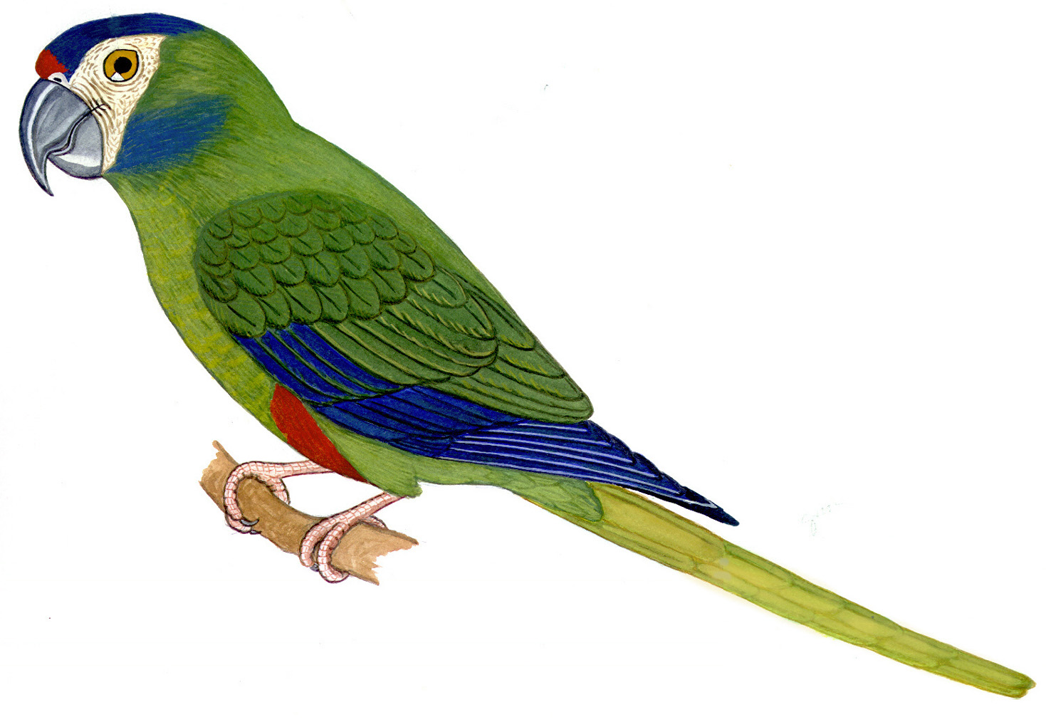 Historical image associated with Blue-winged Macaw