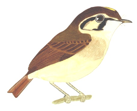Historical image associated with White-throated Spadebill