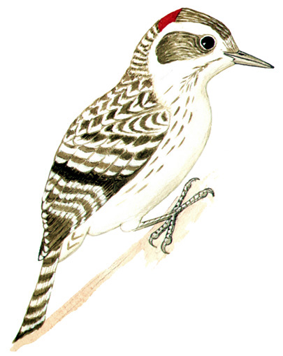 Historical image associated with Checkered Woodpecker