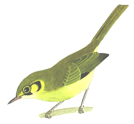 Historical image associated with Oustalet's Tyrannulet