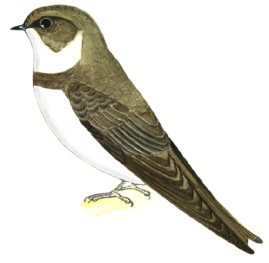 Historical image associated with Bank Swallow