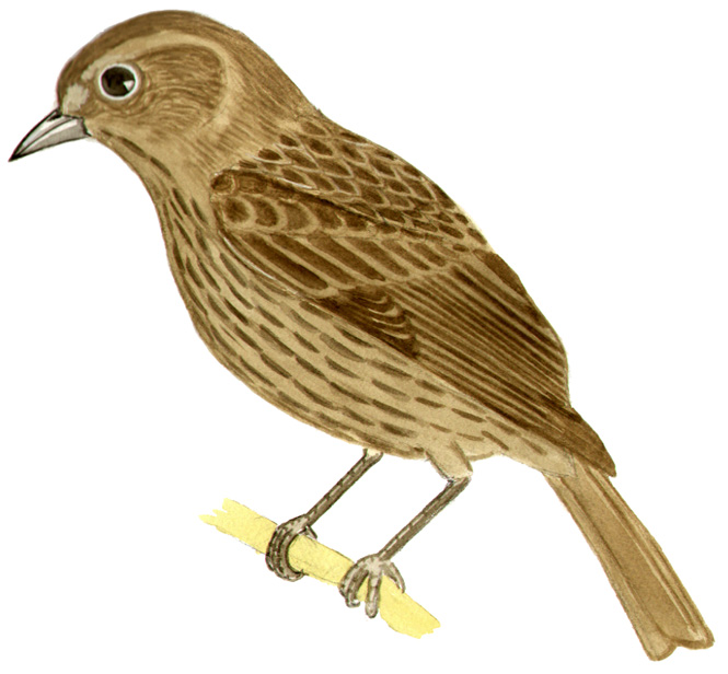Historical image associated with Shiny Cowbird