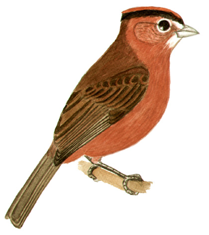 Historical image associated with Red-crested Finch