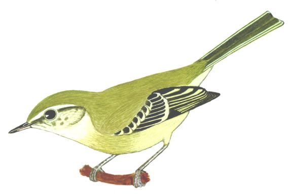 Historical image associated with Mottle-cheeked Tyrannulet