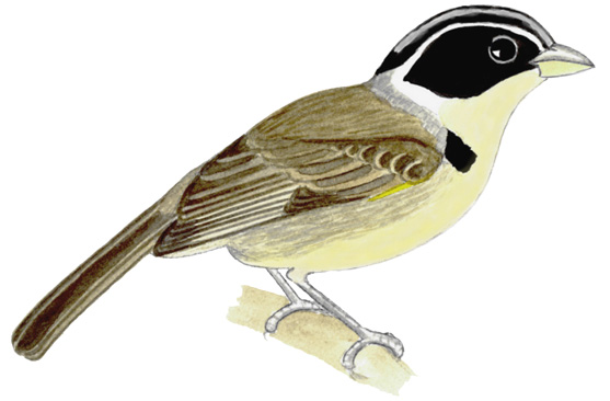 Historical image associated with Half-collared Sparrow