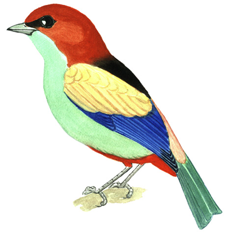 Historical image associated with Black-backed Tanager