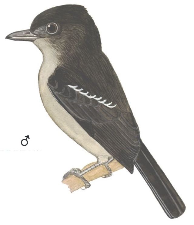 Historical image associated with Crested Becard